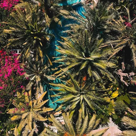 Ami Tai Deluxe -pet Lovers Фетхие