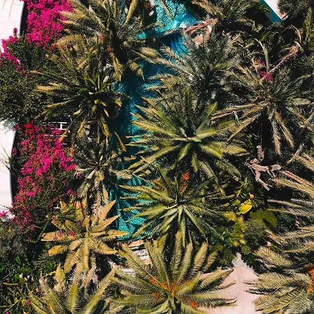 Ami Tai Deluxe -pet Lovers Фетхие