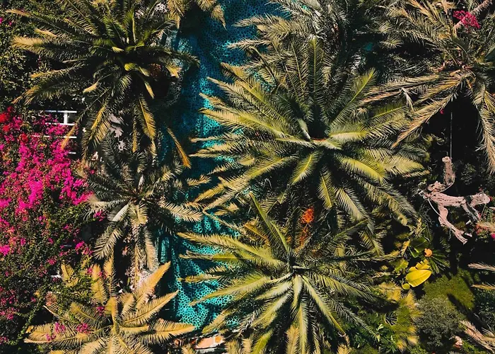 Ami Tai Deluxe -pet Lovers Фетхие