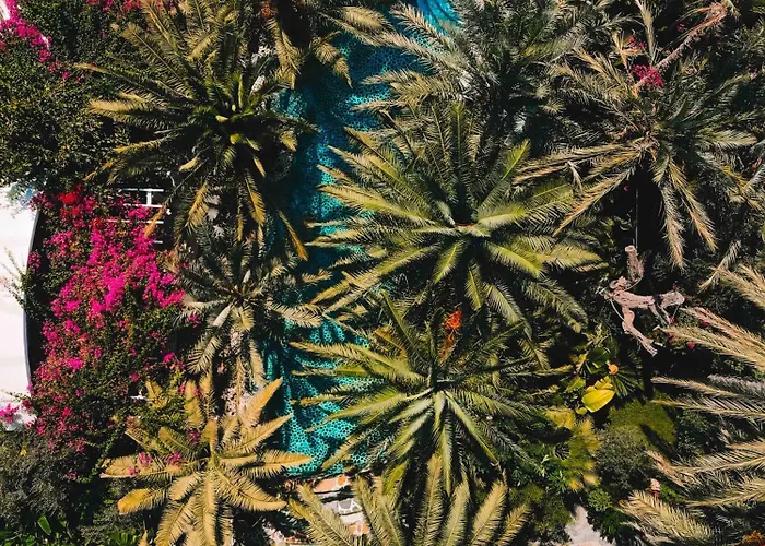 Ami Tai Deluxe -pet Lovers Фетхие